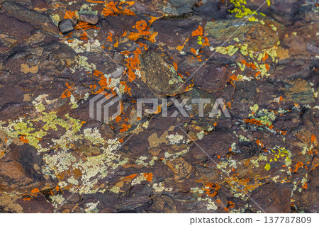 Colorful lichen on rugged rock surface in nature Colorful lichen on rugged rock surface in nature 137787809