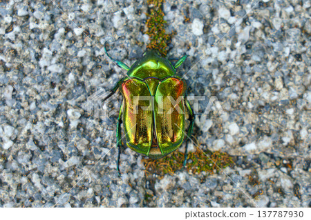 Tokyo, Japan - Oct 13 2024, A close-up view of the Flower chaser beetle in green with a metallic bronze sheen on a background of stone tiles, Tokyo, Japan 137787930