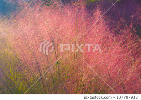 Tokyo, Japan - Oct 13 2024, close-up view of Muhlenbergia grass plant with pink and purple flowers, through which sunlight passes, nature, without people, Tokyo, Japan 137787938