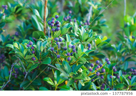 Tokyo, Japan - Oct 13 2024, A close-up view of the berries of the Rhaphiolepis umbellata plant, with a blurred background, in a garden in Tokyo, at daytime, Tokyo, Japan Tokyo, Japan - Oct 13 2024, A close-up view of the berries of the Rhaphiolepis umbellata plant, with a blurred background, in a garden in Tokyo, at daytime, Tokyo, Japan 137787956