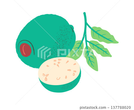 Feijoa Cut With Leaf Botanical Feijoa Cut With Leaf Botanical 137788020