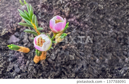 Seedling sprout bloom flower macro in soil, spring growth garden copyspace background 137788091