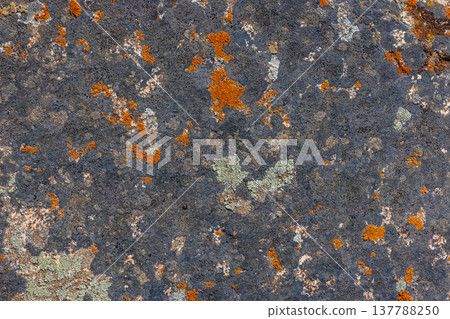 Textured rock covered in orange and grey-green lichens outdoors Textured rock covered in orange and grey-green lichens outdoors 137788250