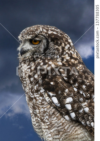 African Spotted Eagle Owl against cloudy sky African Spotted Eagle Owl against cloudy sky 137788305