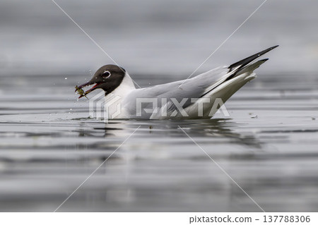 Black-headed gull snacking on crab 137788306