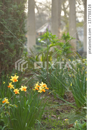 Daffodils blooming by the pond in Parc Monceau and ancient-style columns. Paris, early March. Daffodils blooming by the pond in Parc Monceau and ancient-style columns. Paris, early March. 137788316