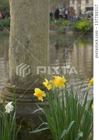 Daffodils blooming by the pond in Parc Monceau and ancient-style columns. Paris, early March. Daffodils blooming by the pond in Parc Monceau and ancient-style columns. Paris, early March. 137788317
