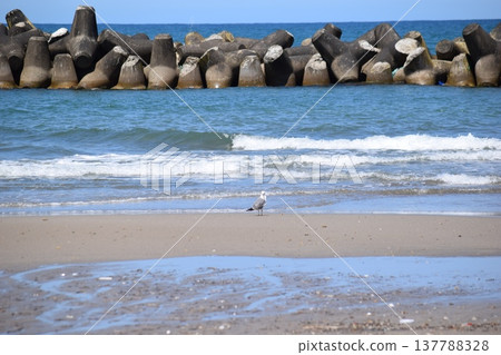 日本海的巨浪和消波塊 137788328