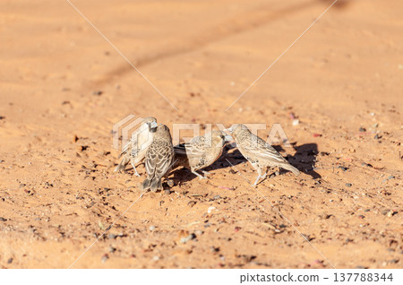 sociable weaver bird 137788344