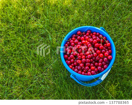 Fresh cherries in blue bucket on grass in sunny garden 137788365