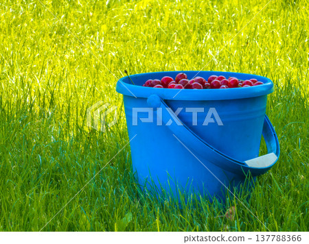 Blue plastic bucket filled with red cherries in grassy field 137788366