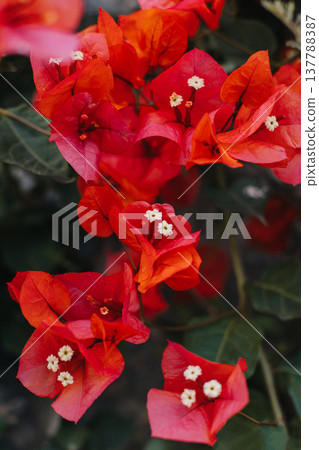 Beautiful red bougainvillea flowers on a summer street. Close-up. Beautiful red bougainvillea flowers on a summer street. Close-up. 137788387