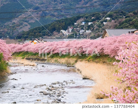 河津櫻花盛開 137788404