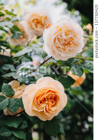Beautiful peach pink Rose flowers in a spring garden after the rain. Beautiful peach pink Rose flowers in a spring garden after the rain. 137788420