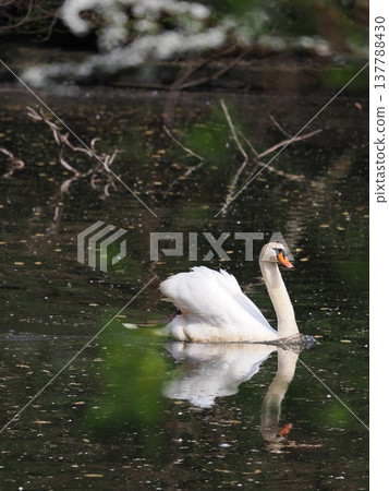 天鵝……池塘 137788430
