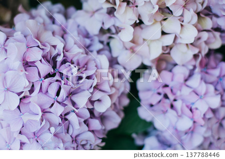 Amazing pink and violet Hydrangea flowers in a garden. 137788446