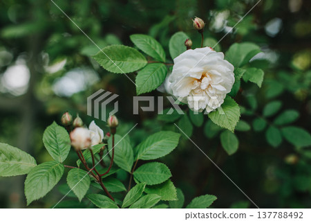 Beautiful white wild Rose flowers in a spring garden. Beautiful white wild Rose flowers in a spring garden. 137788492