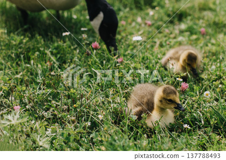 Cute goslings with their mother goose in the meadow. Cute goslings with their mother goose in the meadow. 137788493