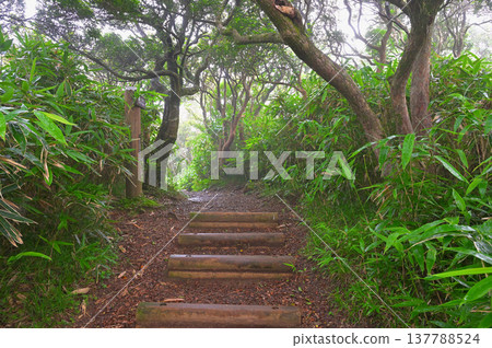 Izu Peninsula - Izu Mountain Ridge Trail in the mountain mist - Kodarumayama peak surrounded by trees in summer 137788524