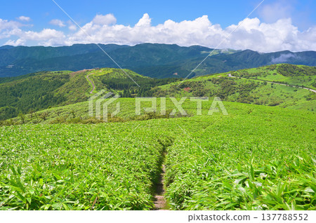 A summer grassland scene from Mt. Daruma on the Izu Mountain Ridge Trail in the Izu Peninsula. 137788552