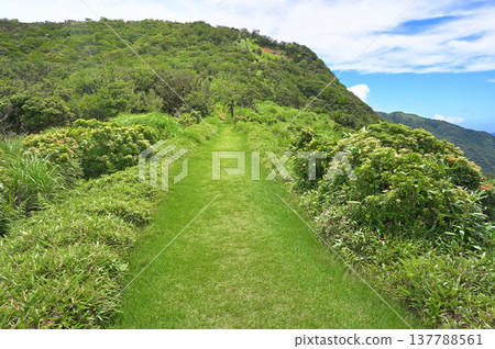 Izu Peninsula Izu Mountain Ridge Trail Summer Kodarumayama Mountain Green Mountain Path with Andromeda Izu Peninsula Izu Mountain Ridge Trail Summer Kodarumayama Mountain Green Mountain Path with Andromeda 137788561