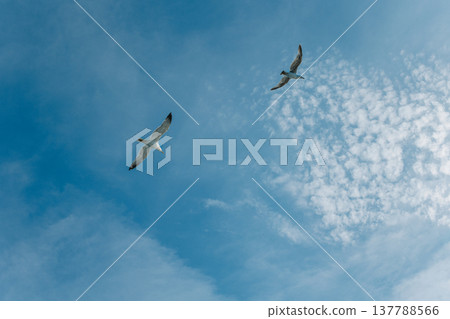 Seagulls in the blue sky Seagulls in the blue sky 137788566