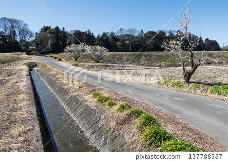 群馬縣東賀妻町，早春時節的休耕稻田 137788587