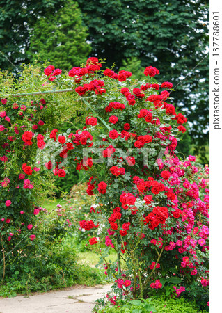 Blooming red climbing roses in full bloom on decorative arch on lush green summer garden background Blooming red climbing roses in full bloom on decorative arch on lush green summer garden background 137788601