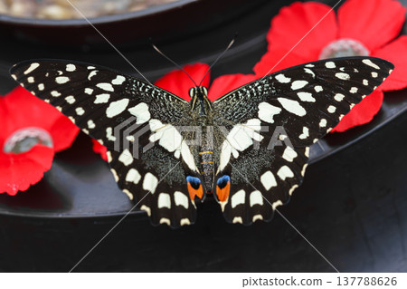 Papilio demodocus, the Citrus swallowtail or Christmas butterfly sitting on the feeding trough Papilio demodocus, the Citrus swallowtail or Christmas butterfly sitting on the feeding trough 137788626