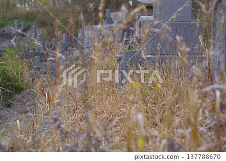 An unmanaged, overgrown cemetery 137788670