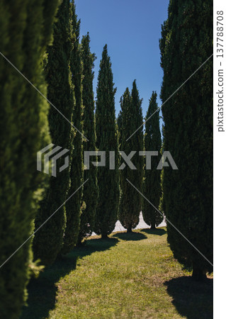 Alley of cypresses in the park on a summer sunny day. 137788708