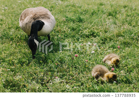 Cute goslings with their mother goose in the meadow. 137788935