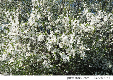 Delicate wild cherry blossoms unfold their petals, creating a stunning tapestry of white against the vibrant green grass. A peaceful moment in nature as the sun rises. Delicate wild cherry blossoms unfold their petals, creating a stunning tapestry of white against the vibrant green grass. A peaceful moment in nature as the sun rises. 137789055