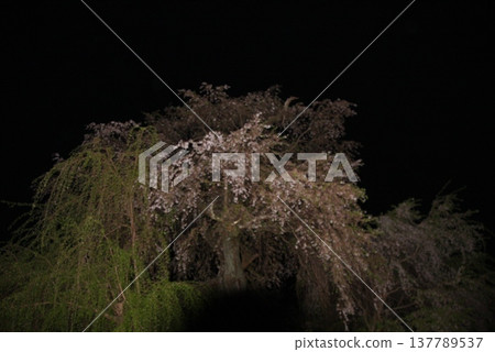 Kyoto, Maruyama Park: Gion Weeping Cherry Tree, cared for by cherry tree guardian Sano Toemon. Kyoto, Maruyama Park: Gion Weeping Cherry Tree, cared for by cherry tree guardian Sano Toemon. 137789537