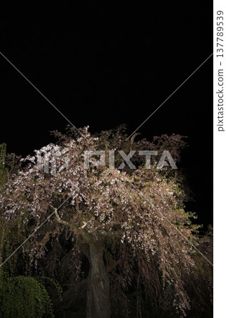 Kyoto, Maruyama Park: Gion Weeping Cherry Tree, cared for by cherry tree guardian Sano Toemon. Kyoto, Maruyama Park: Gion Weeping Cherry Tree, cared for by cherry tree guardian Sano Toemon. 137789539