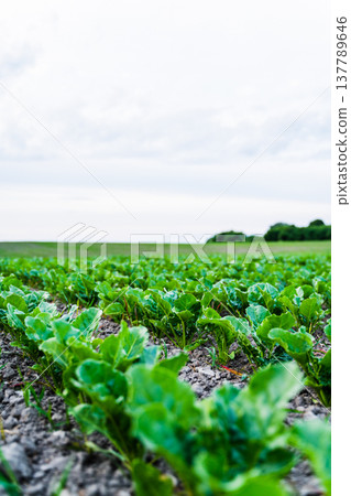Vibrant green field of sugar beet crops thrives in fertile soil, illustrating the concepts of organic farming, rural development, and environmental sustainability Vibrant green field of sugar beet crops thrives in fertile soil, illustrating the concepts of organic farming, rural development, and environmental sustainability 137789646