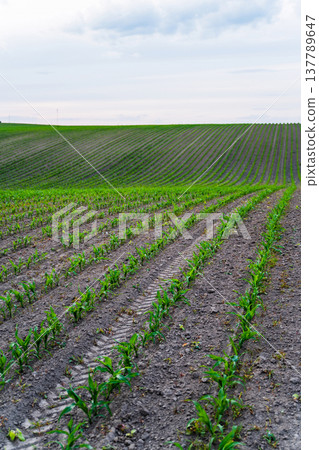 Young cornfield growing in rows transforming fertile soil into an abundant harvest, symbolizing agriculture, cultivation, growth, and sustainable farming practices Young cornfield growing in rows transforming fertile soil into an abundant harvest, symbolizing agriculture, cultivation, growth, and sustainable farming practices 137789647