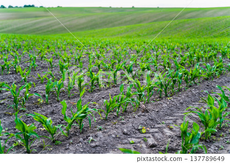 Young corn seedlings growing on fertile farmland with rolling green hills under natural daylight representing sustainable agriculture and rural countryside landscape 137789649