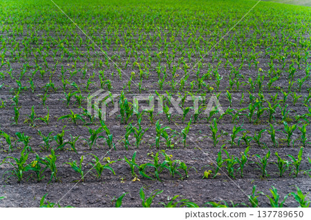 Young corn plants growing in rows across a vast agricultural field, symbolizing new beginnings, sustainability, and healthy food production 137789650