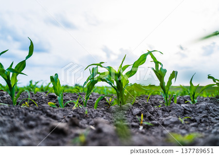 Young corn plants growing in dark fertile soil under a cloudy sky, symbolizing agricultural growth, cultivation, and the promise of a bountiful harvest 137789651