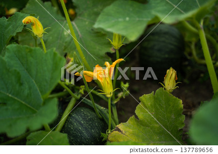 Growing pumpkin vine presenting a vibrant yellow flower and unopened buds amidst large green leaves, with young, dark green squash developing in the vegetable garden Growing pumpkin vine presenting a vibrant yellow flower and unopened buds amidst large green leaves, with young, dark green squash developing in the vegetable garden 137789656