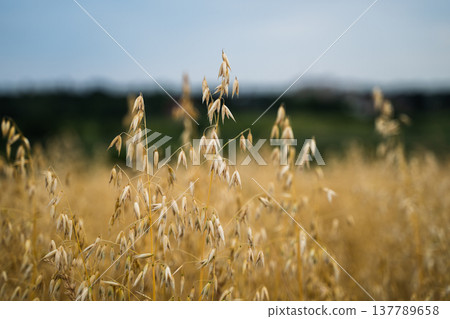 Golden oat field showcasing ripening grains ready for harvest under a clear sky, representing agriculture, healthy food, sustainable farming, and natural growth Golden oat field showcasing ripening grains ready for harvest under a clear sky, representing agriculture, healthy food, sustainable farming, and natural growth 137789658