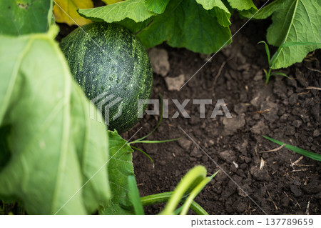 Green pumpkin growing in a garden, ripening in rich organic soil under large leaves, symbolizing farming, healthy eating, and harvest bounty Green pumpkin growing in a garden, ripening in rich organic soil under large leaves, symbolizing farming, healthy eating, and harvest bounty 137789659