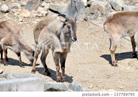 Walking Himalayan Thar 137789795