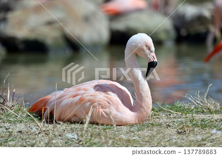 Chilean flamingos relaxing by the water's edge 137789883