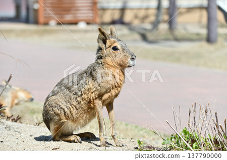 可愛的瑪拉 137790000