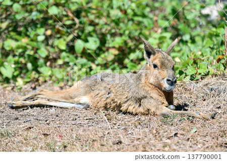 Cute Mara Cute Mara 137790001