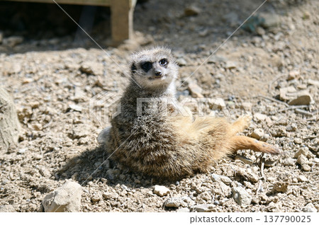 看看Meerkat 137790025