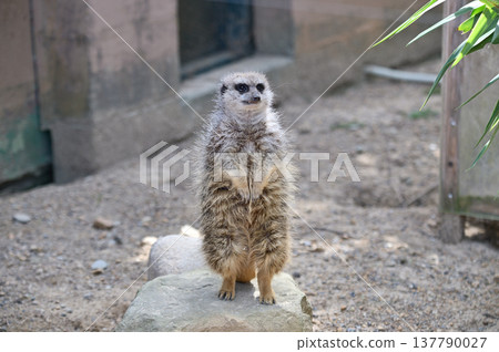 Look at Meerkat Look at Meerkat 137790027