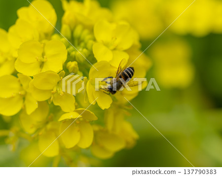 Rape blossoms and bees Rape blossoms and bees 137790383